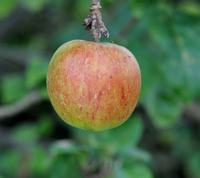 Lord Lambourne æble 